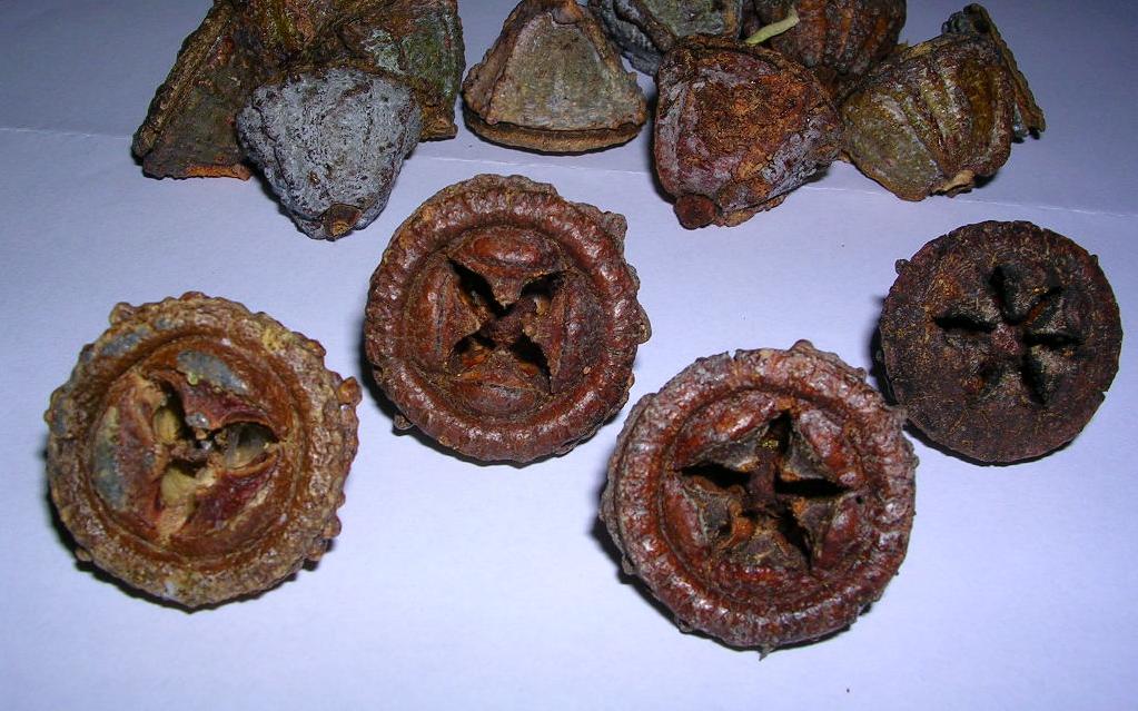 اوکالیپتوس